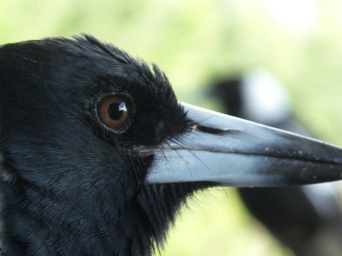 Lycocorax pyrrhopterus