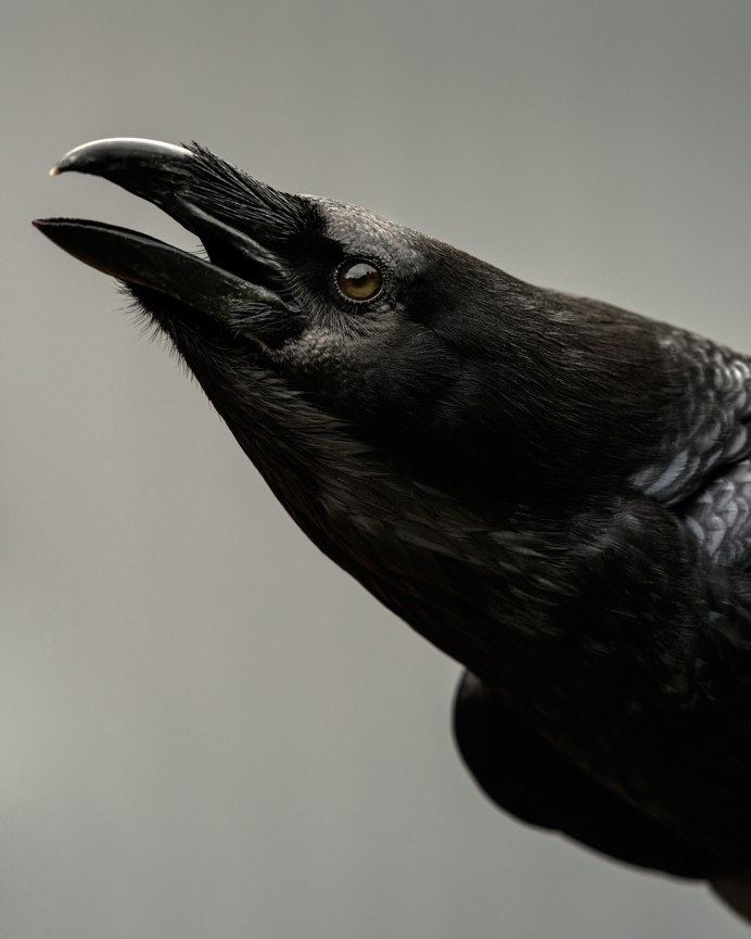 Ворон с открытым ртом