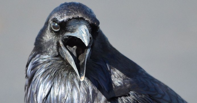 Ворона каркает