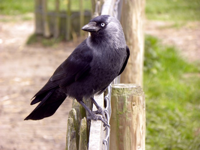 Галка (Corvus monedula)