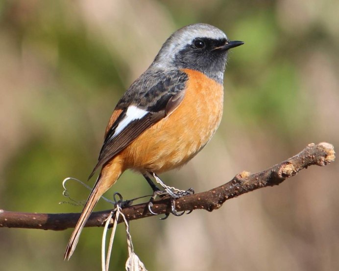 Petroica phoenicea