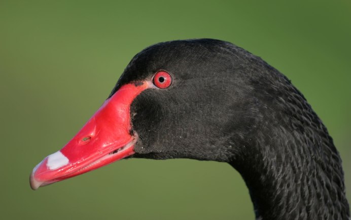 Камышница Gallinula chloropus