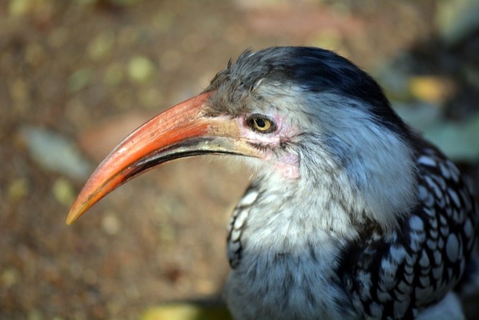 Corythornis vintsioides
