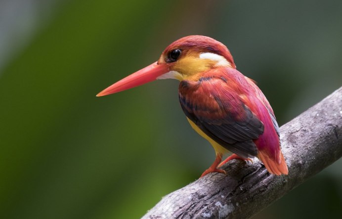 Tockus erythrorhynchus