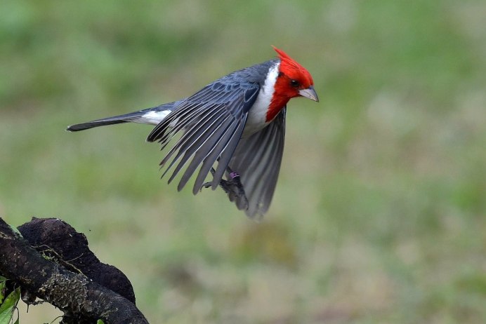 Red Crested Turaco