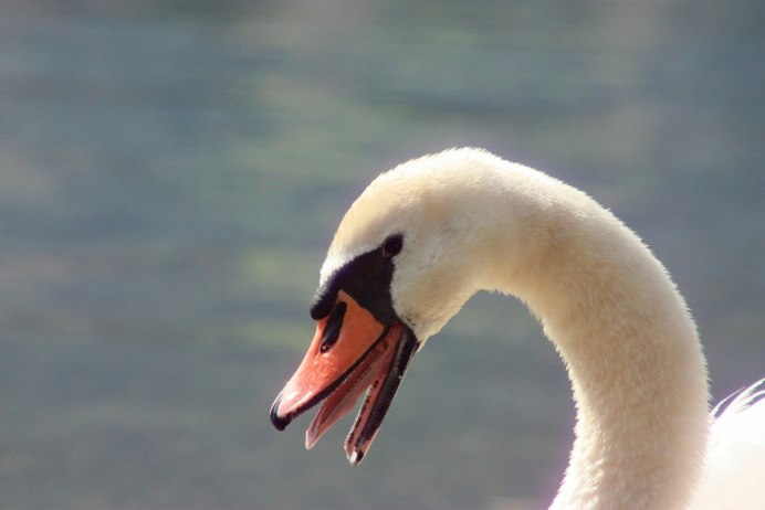 Лебедь-шипун клюв