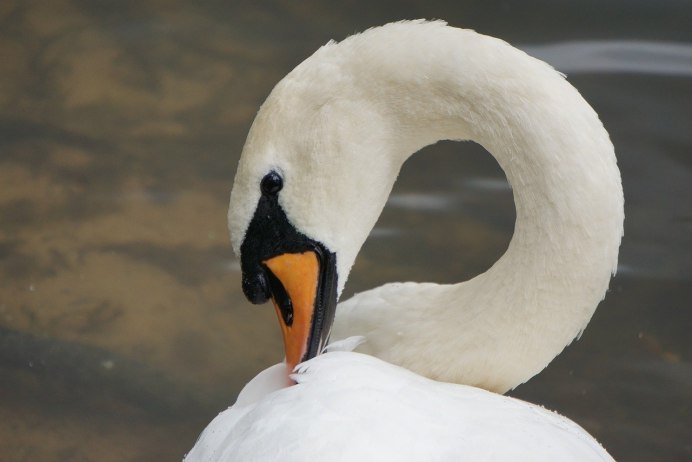 Клюв лебедя зубы