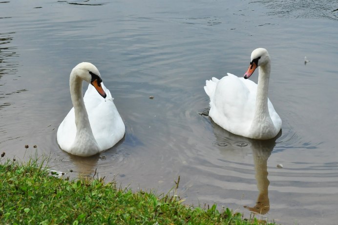 Лебеди фото самые красивые