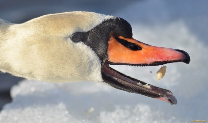 Пасть лебедя