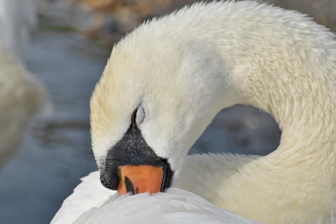 Клюв водоплавающих птиц