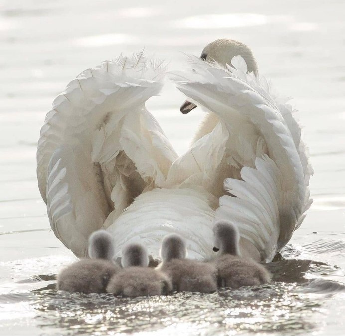 Страшный Гусь