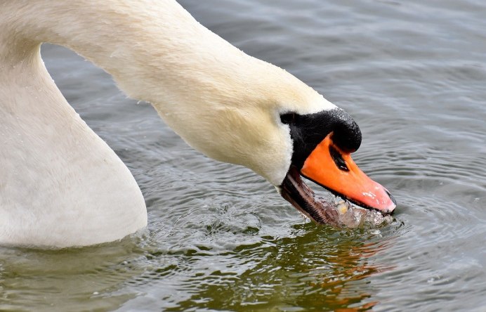 Клюв лебедя