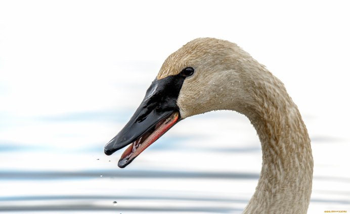 Голова лебедя