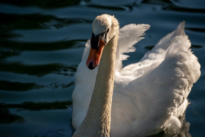 Строение клюва гусеобразных