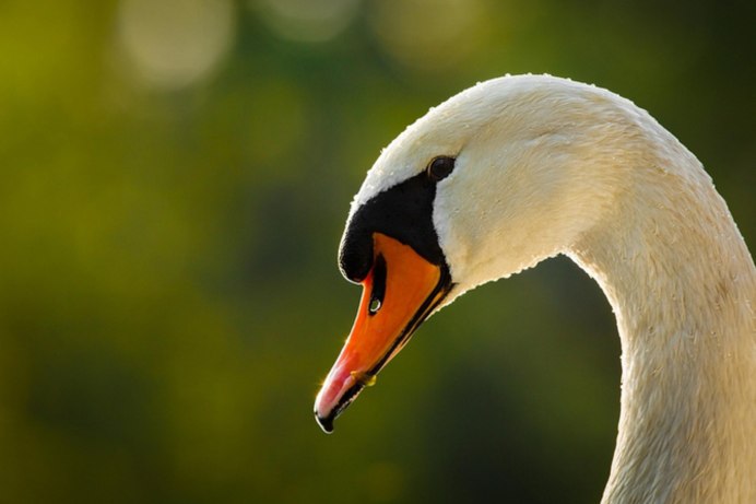Клюв лебедя фото