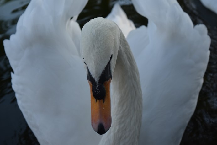 Лебедь Парамахамса