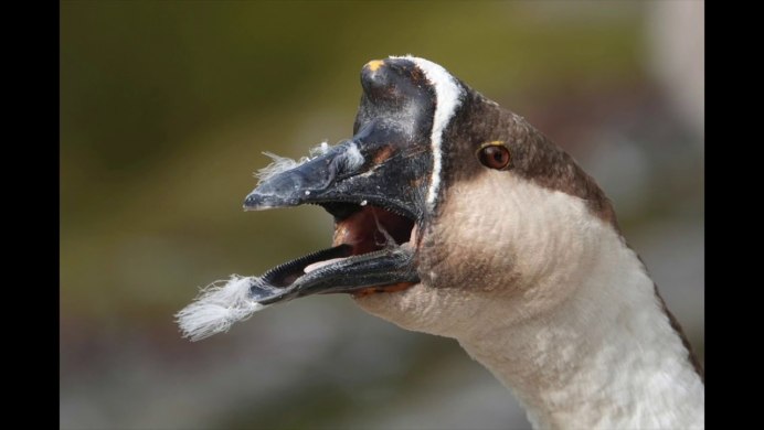 Клюв лебедя зубы