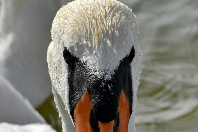 Птица с закрытым ртом