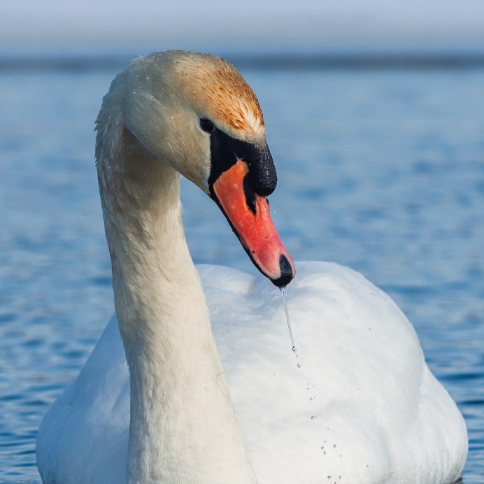 Клюв лебедя зубы