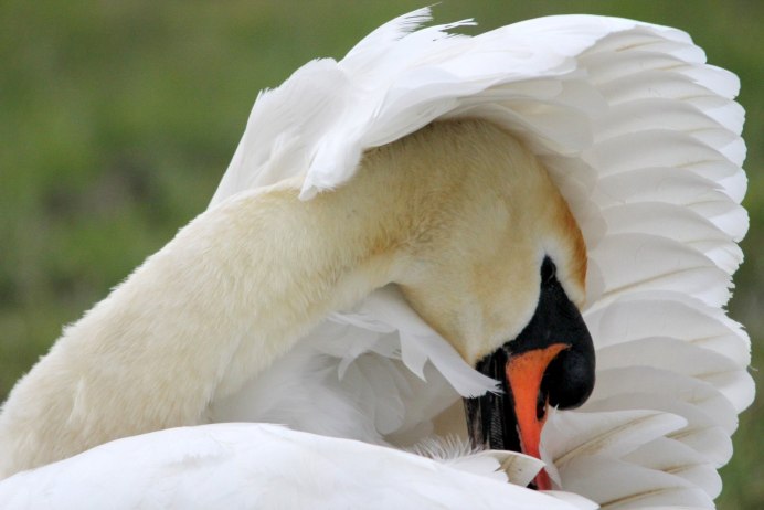 Пасть гуся