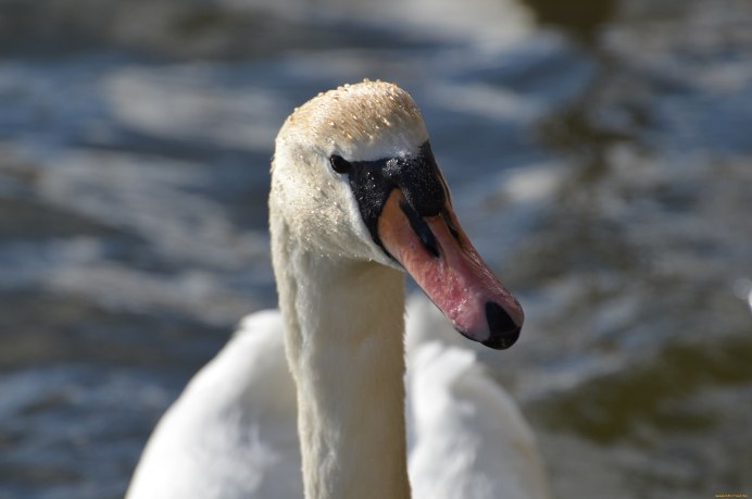 Глаза лебедя