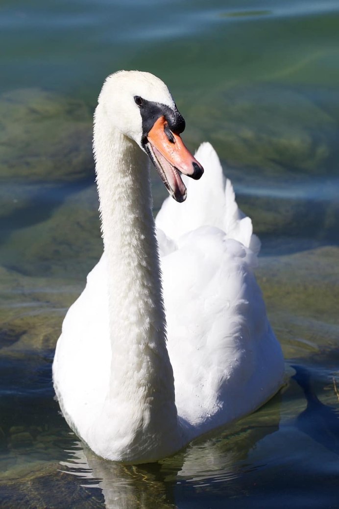 Водоплавающие птицы белый лебедь