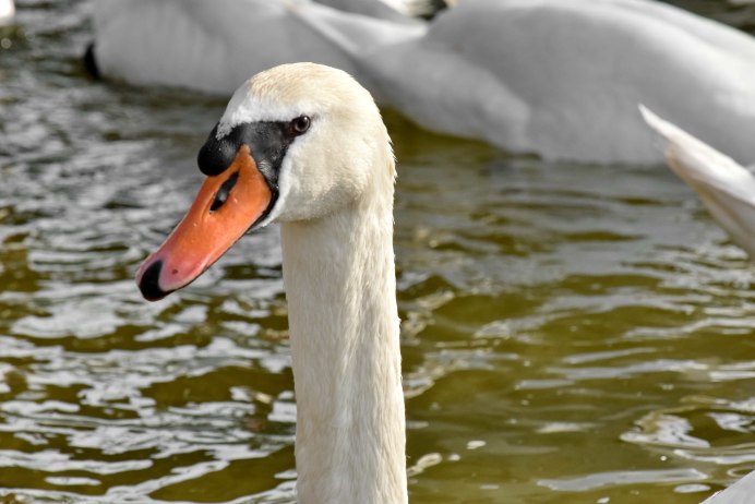 Лапы лебедя