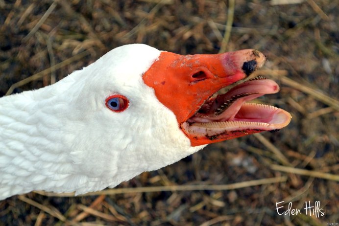 Птичья лапа лебедя шипуна