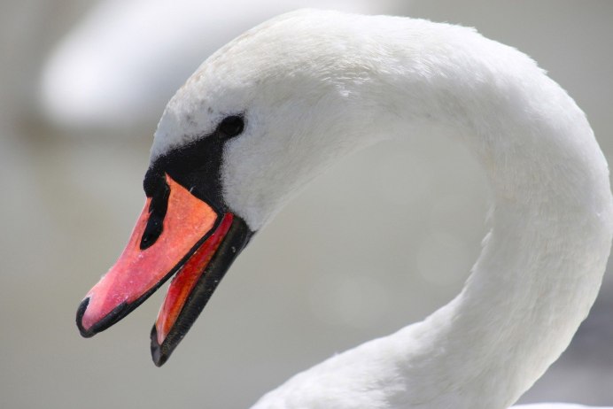 Дикие лебеди