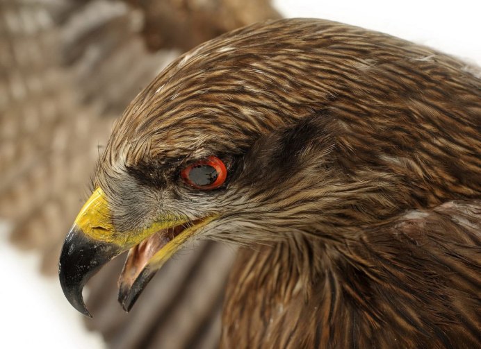 Красный Коршун Milvus Milvus
