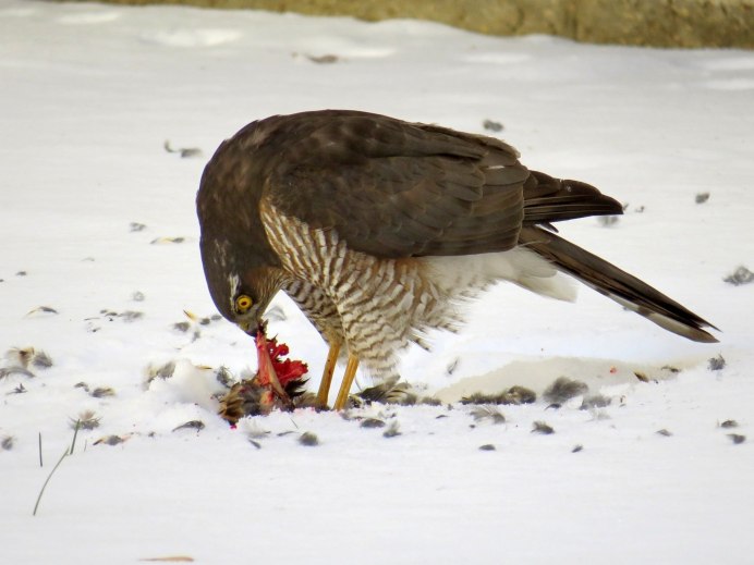 Дрозд-деряба (turdus viscivorus)