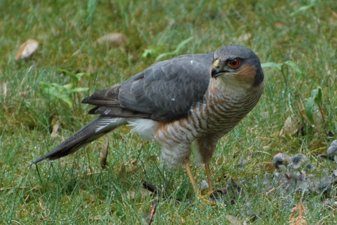 Красный Коршун Milvus Milvus