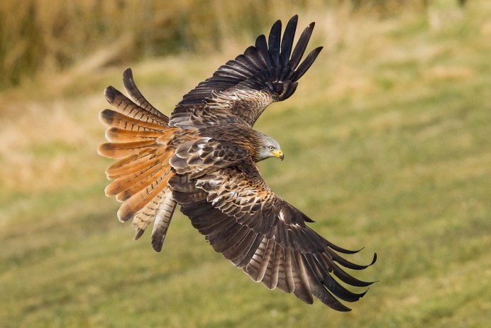 Черный Коршун Milvus Migrans
