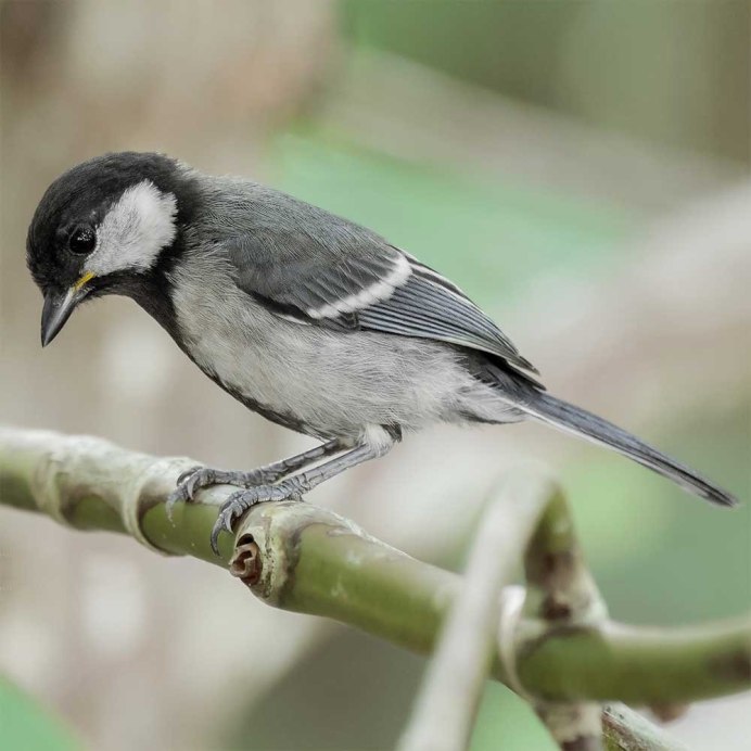 Синица серая (Parus cinereus)