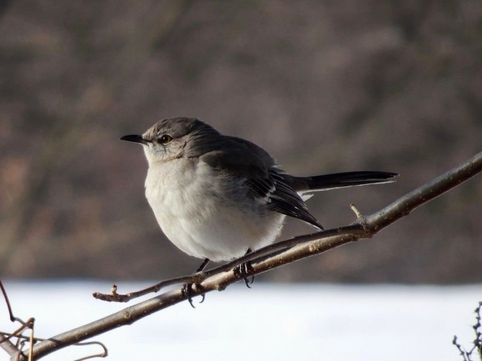 Серая мухоловка (Muscicapa striata) птенец