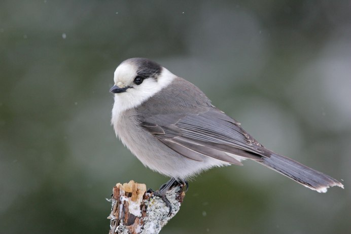 Gray Catbird птица