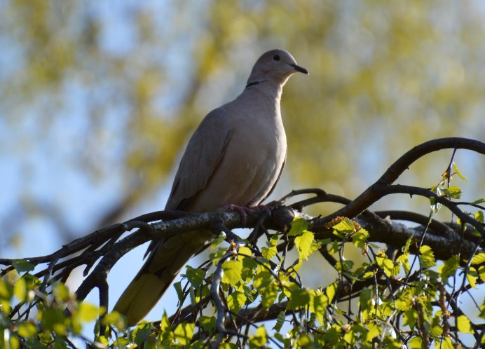Streptopelia vinacea