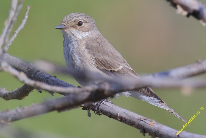 Yellow-Rumped Warbler птица Yellow Rumped