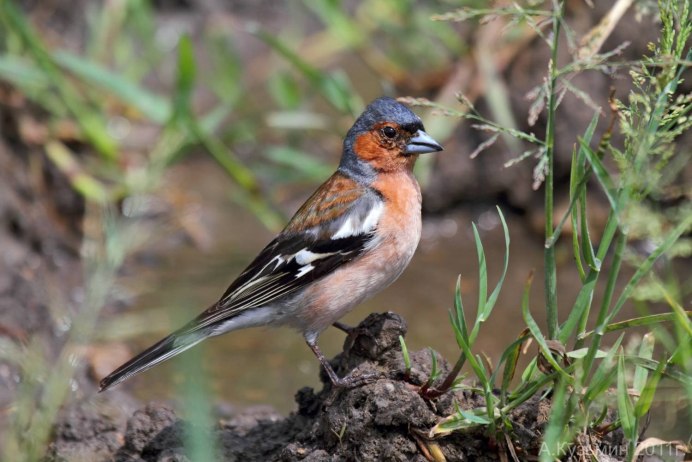 Зеленушка (Chloris Chloris)