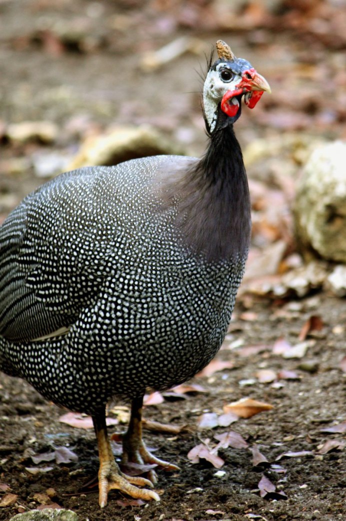 Домашняя декоративная птица