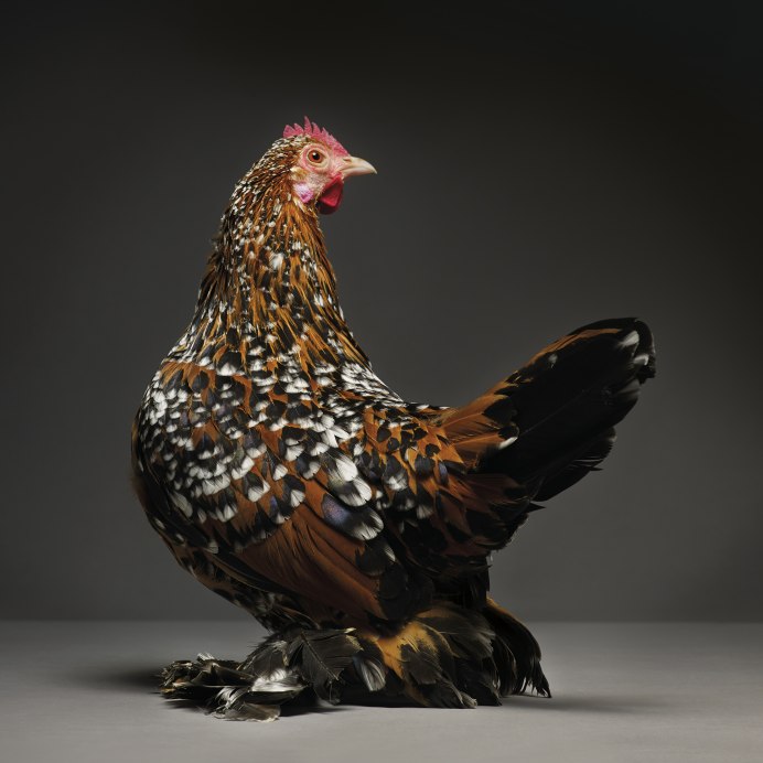 Павловские куры Карликовые