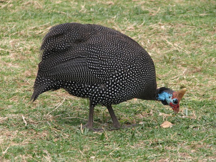Лесная курица