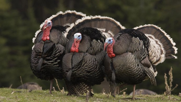 Зелёная джунглевая курица