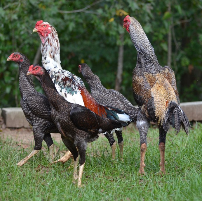 Цесарка серо-крапчатая бройлерная