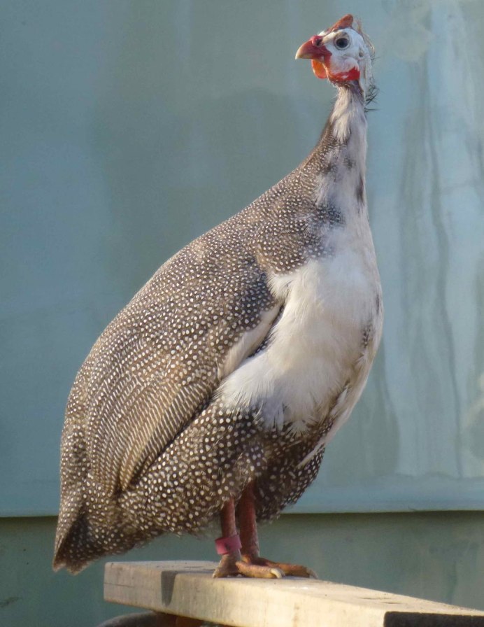 Цесарка Жемчужная