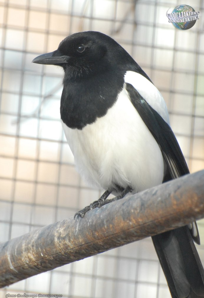 Pied Butcherbird