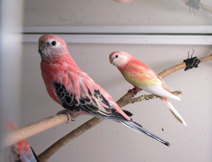 Розовобрюхий травяной попугай