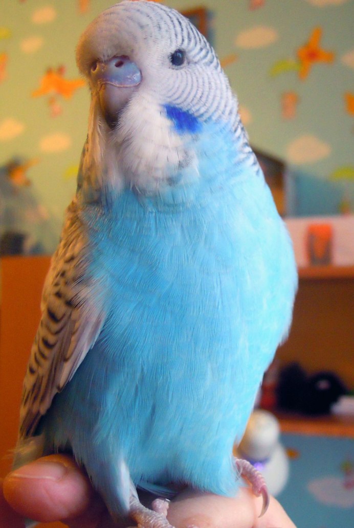 Толстоклювый попугай Катерины