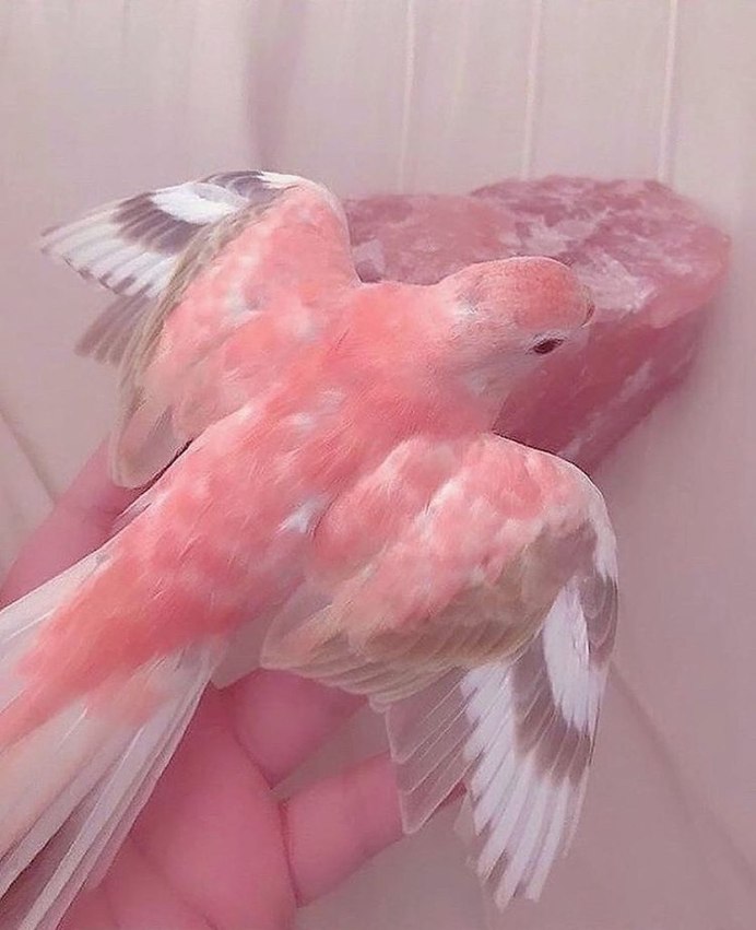 Розовый попугай