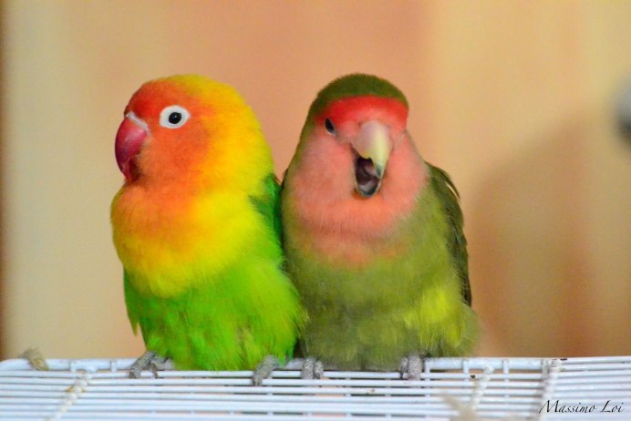 Волнистый попугай розовый